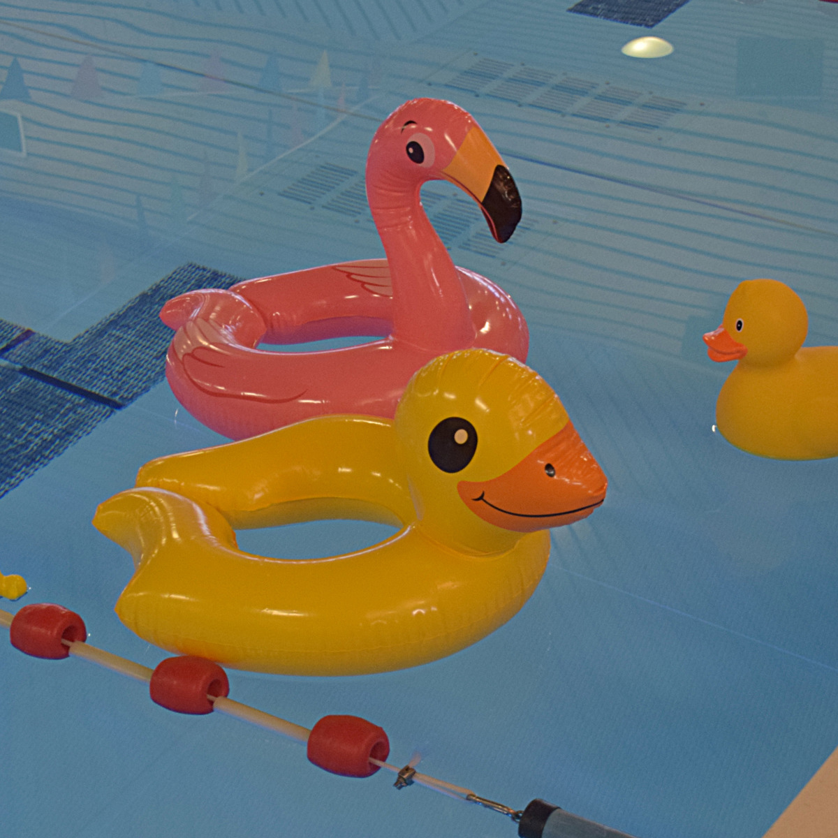 Eenden in het zwembad